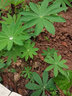碧鼎羽扇豆種子魯冰花花種籽子四季播種庭院易種花種盆栽開(kāi)花陽(yáng)臺花籽 多年生魯冰花種子 200粒 曬單實(shí)拍圖