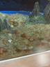 玻璃石魚缸裝飾造景藍(lán)色玻璃彩石磨砂底沙砂石水晶透明石頭缸底造景裝飾 黃金沙 曬單實(shí)拍圖