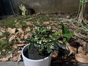 金邊瑞香老樁盆栽室內(nèi)花客廳濃香型花卉植物好養(yǎng)開花不斷冬季耐寒 金邊瑞香6年苗開花爆滿 含盆 曬單實拍圖