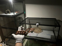 REPTIZOO爬蟲飼養(yǎng)箱爬寵蜥蜴守宮蛇烏龜玻璃爬缸倉鼠刺猬角蛙寄居蟹飼養(yǎng)盒 31x31x20cm-水陸兩用 三倉速發(fā) 曬單實拍圖