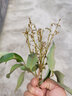芥圃荔枝樹(shù)苗 嫁接苗 官方真苗 荔枝苗南方種植可長(cháng)10年大樹(shù)果樹(shù)果苗 糯米糍荔枝苗 【帶土帶葉  只賣(mài)真苗】 4年苗 高度：100-130cm 曬單實(shí)拍圖