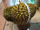 京鮮氣泰國金枕頭榴蓮 新鮮帶殼整個(gè)榴蓮盲盒帶殼巴掌鮮果榴蓮整箱禮盒 甄選好果 6-7斤【手工挑選】 送禮精品【高端禮盒款】 曬單實(shí)拍圖