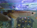 魚款 曬單實(shí)拍圖