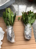 嫁接老漢蟹爪蘭苗新品種帶花苞盆栽陽(yáng)臺(tái)植物四季多色花卉 14杏色黃8顆 不含盆 曬單實(shí)拍圖