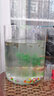 圓柱形魚(yú)缸加厚大小號客廳造景圓形玻璃魚(yú)缸透明落地圓柱魚(yú)缸直筒烏龜缸夢(mèng)雷寵 口25高30(超白加厚） 曬單實(shí)拍圖