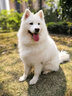 寵物自背包中大型犬工作犬戶外戰(zhàn)術(shù)背心馱包金毛德牧馬犬外出背包 BK/黑色套裝 L 曬單實(shí)拍圖