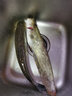 釣嗨尼活魚袋加厚耐磨沖氧便攜釣魚折疊養(yǎng)魚袋漁獲裝魚袋魚護桶垂釣用品可作釣魚袋多功能釣魚袋子垂釣裝備 普通款活魚袋-中號（建議15斤以下魚獲使用） 曬單實拍圖