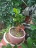重瓣茉莉花盆栽濃香型南方四季開(kāi)花帶盆驅蚊綠植花卉室內陽(yáng)臺庭院 茉莉5~6棵帶花苞發(fā)貨【不含盆】 曬單實(shí)拍圖