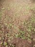 紅菜苔種子十月紅紫菜苔種籽陽(yáng)臺(tái)盆栽四季易種植蔬菜種子大全 紅菜苔種子【1包 約500?！?曬單實(shí)拍圖