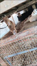 勛貍粑猛犬比特犬杜高犬卡斯羅大型犬脖圈 項圈比特犬 脖套斗犬項圈 黑 L-大型65-90斤狗用 曬單實(shí)拍圖