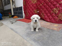 寵物圈（PETCIRCLE）狗繩寵物胸背牽引繩狗狗胸背帶 犬用胸背帶防爆沖狗鏈子 外出狗用 紅 L(胸背+牽引繩)適合35-60斤 曬單實(shí)拍圖
