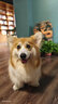 超可信（NexGard SPECTRA） 狗狗體內外一體驅蟲(chóng)藥犬體外體內打蟲(chóng)藥蛔蟲(chóng)跳蚤蜱蟲(chóng)寵物寄生蟲(chóng) L號15-30kg中大型犬3粒 曬單實(shí)拍圖