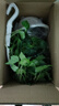 綠有意金邊常春藤盆栽水培花卉植物室內(nèi)垂吊蘭綠植好養(yǎng)常青長青藤 精品120#常春藤15-20cm【螺紋盆 帶盆栽好 曬單實(shí)拍圖