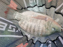 希格曼 魚線滿貫黑坑釣魚線 競(jìng)技子線柔軟原絲釣線 柔軟耐磨尼龍釣魚線 滿貫7X主線【】 50米 2.0號(hào) 曬單實(shí)拍圖
