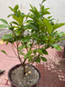 含笑花盆栽樹(shù)苗室外陽(yáng)臺四季濃香型帶花苞室內花卉觀(guān)花植物室內花花卉盆栽 含笑5年苗【帶很多花苞發(fā)貨】 不含盆 曬單實(shí)拍圖