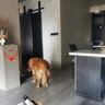 皇家狗糧 大型犬 成犬糧 GR26-15月齡以上  金毛拉布拉多阿拉斯加狗糧 大型犬成犬 15kg*1包 曬單實拍圖