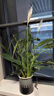 白掌一帆風(fēng)順盆栽植物室內花卉綠植水養四季開(kāi)花新手好養活 白掌1盆帶繁星盆 曬單實(shí)拍圖