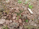 曼杉園 側(cè)柏樹苗 扁柏樹松柏庭院綠化葉綠化苗木陵園墓地礦荒山造林 小苗20-30公分左右50顆 不含盆 曬單實(shí)拍圖