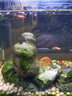 CRAZY PLANT蘋(píng)果螺除藻觀(guān)賞黃金螺淡水寵物魚(yú)缸清潔工具螺清缸螺小蝸牛寵物 清缸除藻組合三兄弟6粒 曬單實(shí)拍圖