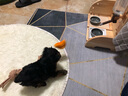 多格漫調(diào)皮汪汪逗犬棒 發(fā)聲玩具 長竿逗犬狗玩具 小雞 曬單實拍圖
