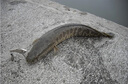 巨洋寬嘴魚金剛旋轉(zhuǎn)亮片VIB路亞餌全泳層魚形鲅魚鯰魚翹嘴假餌亮片 銀白 7克（三本鉤8#/4cm） 曬單實(shí)拍圖
