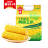 十月稻田 黃糯玉米 3.52斤(220g*8根) 25年新玉米 低脂 早餐零食 東北玉米 曬單實(shí)拍圖