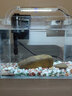 森森魚(yú)缸生態(tài)水草缸小型超白玻璃熱帶魚(yú)水族箱迷你桌面金魚(yú)缸帶底座 230裸缸+HBL301+燈ADP160 曬單實(shí)拍圖