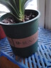 唯友（WEIYOU）加侖盆超大花盆樹(shù)脂加侖盆綠蘿月季盆栽陽(yáng)臺塑料花盆種菜大號矮胖 軍綠色3加侖 含托盤(pán) 曬單實(shí)拍圖