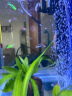 BIOZYM百因美鱼缸净水剂水质稳定除藻剂水质清澈剂鱼缸净化水质养鱼用品 实拍图