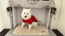 嬉皮狗（hipidog）寵物大狗新年醒獅套頭衛(wèi)衣秋季冬季保暖加厚衣服金毛薩摩大型犬衣 德羅紅 6XL 建議體重60-70斤 曬單實拍圖