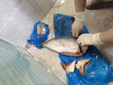 前岔大鲅魚特大黃金鲅魚禮盒裝新鮮馬鮫魚整條海鮮水產(chǎn)春節(jié)送禮年貨禮 大鲅魚6斤-8斤【一條 禮盒裝】 曬單實(shí)拍圖