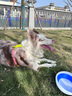 TRUELOVE狗狗牽引繩防爆沖繩狗鏈子遛狗金毛小中大型犬寵物用品緩沖彈力繩 紫色 L(帶寬2.5cm，總長120-160cm) 曬單實拍圖