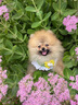 京狼圖騰雙血統(tǒng)純種博美幼犬寵物狗狗博美犬活體小型犬茶杯犬活體長不大 血統(tǒng)級(jí) 1 曬單實(shí)拍圖