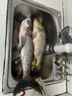 東釣主威海歐鯉釣竿碳素遠(yuǎn)投超硬輕三插節(jié)carp竿歐式庫釣大物雷強(qiáng)錨魚桿 3.3m 竿+F7000碳素輪+200m線 無規(guī)格 曬單實(shí)拍圖