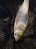 川澤金海夕有刺無(wú)刺魚(yú)鉤綁好成品子線(xiàn)雙鉤套裝鯽鯉魚(yú)翹嘴雙鉤黑坑魚(yú)鉤 有刺45cm【鉤4線(xiàn)1.2+鉤5線(xiàn)1.5】 金海夕 20付/盒 曬單實(shí)拍圖