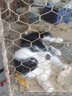 咯咪邊境牧羊犬純種狗狗活體邊牧幼犬寵物狗中型犬隕石邊牧七白三通 寵物級 公 曬單實(shí)拍圖