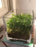 共度（Gong Du）玻璃方形金鱼缸办公桌绿萝水培家用创意小鱼缸小型迷你桌面乌龟缸 小号方形裸缸 10*10CM 实拍图