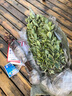 上客來(lái)小葉黃楊皺皮瓜子黃楊樹(shù)苗盆景苗大葉黃楊庭院綠化苗四季常青樹(shù)苗 金邊冬青40到50厘米高5顆 曬單實(shí)拍圖