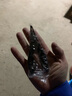 釣哈哈（Diaohaha） 多功能控魚器帶稱路亞鉗控魚鉗取魚器海釣大物夾魚器釣魚配件 T尾控魚器+小號路亞鉗+5米魚鎖扣 曬單實拍圖