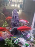 瑾倫大魚(yú)缸假山造景仿真石頭套餐水族箱裝飾品躲避洞屋擺件瀑布流沙 紅色12-仙靈島 曬單實(shí)拍圖