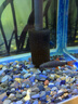 春瑞水族箱魚(yú)缸過(guò)濾器進(jìn)水口保護套水晶蝦網(wǎng)套防止小魚(yú)小蝦吸入過(guò)濾器 內徑1.5厘米長(cháng)5-6厘米 曬單實(shí)拍圖