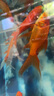 長(zhǎng)尾大紅草金魚鳳尾活魚冷水觀賞魚好養(yǎng)耐活淡水魚紅草魚短尾草金 18-20cm紅草3條 曬單實(shí)拍圖