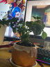 沃繡 水培植物綠植室內水養花卉盆栽銅錢(qián)草 幸福樹(shù)1棵 不含盆 曬單實(shí)拍圖