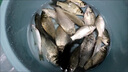 金龍金龍魚(yú)餌逗釣大板鯽抖米四代釣魚(yú)抖米餌料可掛鉤酒米野釣鯽魚(yú)鯉魚(yú) 抖米四代-中藥VB50g*2瓶 50g 曬單實(shí)拍圖
