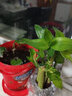 綠有意步步高觀音竹富貴荷花竹水養(yǎng)土培盆栽室內(nèi)桌擺植物吸甲醛水培植物 荷花竹5支【郁金香陶瓷盆】 含盆 曬單實(shí)拍圖