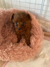 果粒之星純種活體泰迪幼犬茶杯犬泰迪犬泰迪貴賓犬寵物狗幼仔泰迪幼犬活體 寵物級(jí) 曬單實(shí)拍圖