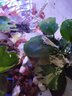 噢水噢鰲蝦觀賞蝦魚缸淡水寵物大型水族活體蝦龍紋天空藍魔紅白藍小鰲蝦 鰲蝦2-3厘米隨機3只 曬單實拍圖