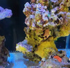 興國海Singosea興國海（Singoseafarm）黃金蝦虎 黃蝦虎魚活體海水觀賞魚 海缸珊 黃金蝦虎3-5cm 曬單實拍圖