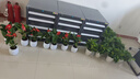愛(ài)優(yōu)尚紅掌盆栽花卉植物室內防輻射凈化空氣開(kāi)花桌面小植物源頭直發(fā) 曬單實(shí)拍圖