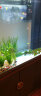 朴彩（PUCAI）南京雨花石原石天然石子鱼缸石头花盆彩色石子玛瑙鹅卵石 精品雨花石1-1.5cm1斤约180颗 实拍图